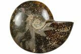 Polished Ammonite (Cleoniceras) Fossil - Madagascar #205100-1